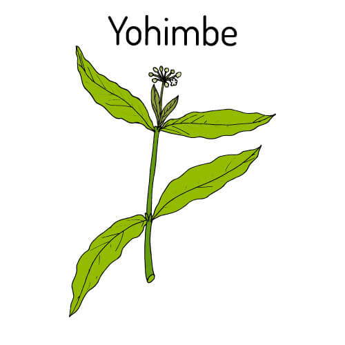 Yohimbe
