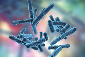 Bifidobacterium Lactis