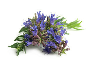 Hyssop