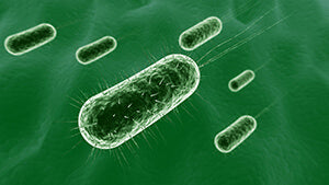 Lactobacillus Paracasei