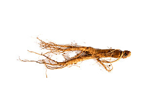 Panax Ginseng